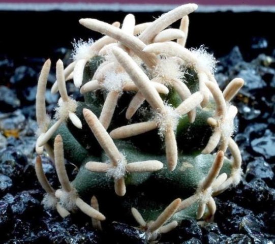 Pediocactus_peeblesianus_2